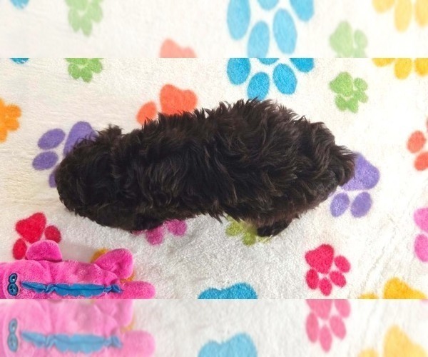 Medium Photo #10 Cockapoo (Toy)-Poodle (Toy) Mix Puppy For Sale in ORO VALLEY, AZ, USA