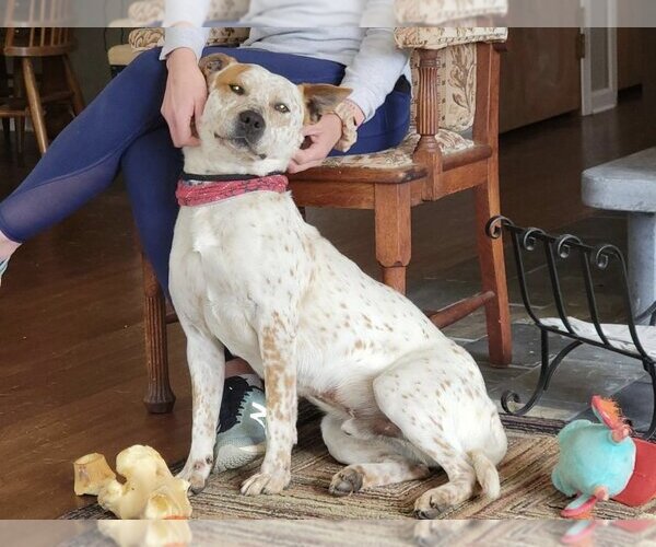 Medium Photo #3  Puppy For Sale in , 