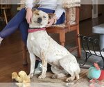 Small Photo #1 Mutt Puppy For Sale in Stafford, VA, USA