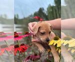 Small #10 Labrador Retriever Mix