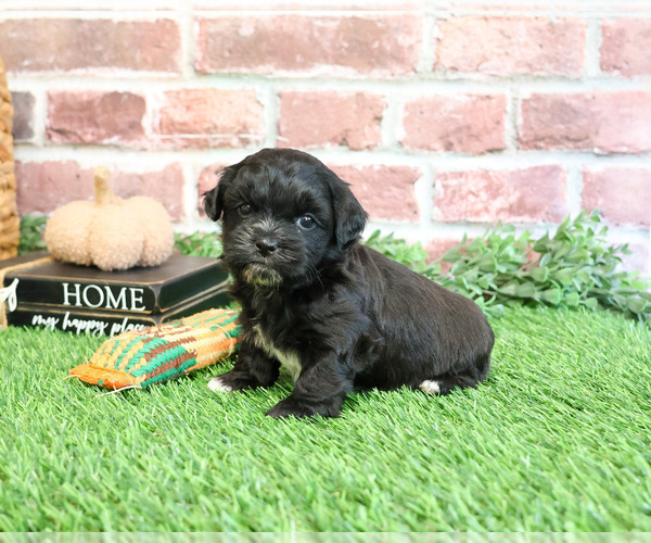 Medium Photo #7 ShihPoo Puppy For Sale in SYRACUSE, IN, USA