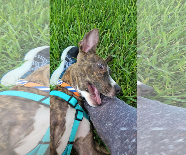 Medium Photo #8 Mutt Puppy For Sale in  Gainesville, FL, USA