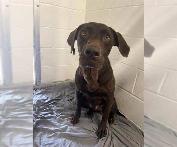 Medium Photo #2 Labrador Retriever Puppy For Sale in Rosenberg, TX, USA