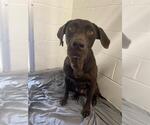 Small #1 Labrador Retriever