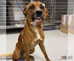 Small Retriever  Mix