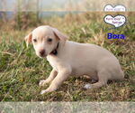 Small #1 Chiweenie