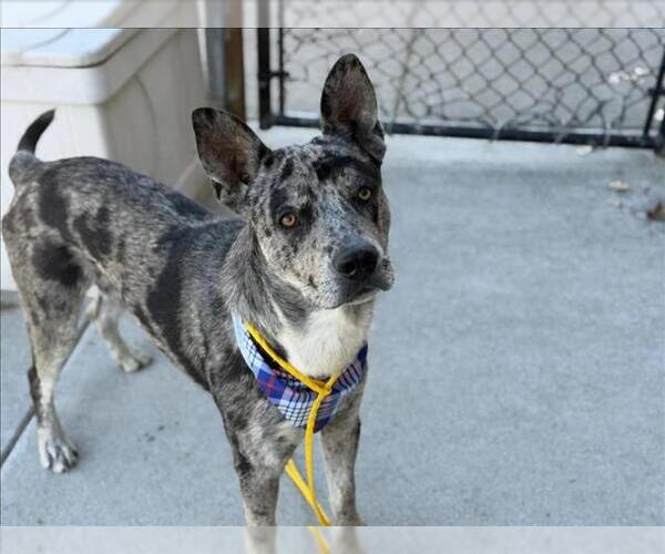 Medium Photo #1 Catahoula Leopard Dog-Unknown Mix Puppy For Sale in Tulsa, OK, USA