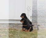 Small Photo #2 Rottweiler Puppy For Sale in OWEN, WI, USA