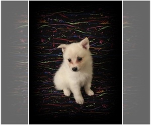 American Eskimo Dog Puppy for sale in CLARKSVILLE, TN, USA