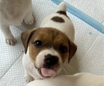 Small Photo #2 Jack Russell Terrier Puppy For Sale in FERN CREEK, KY, USA