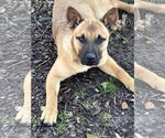 Small #1 Black Mouth Cur-Plott Hound Mix