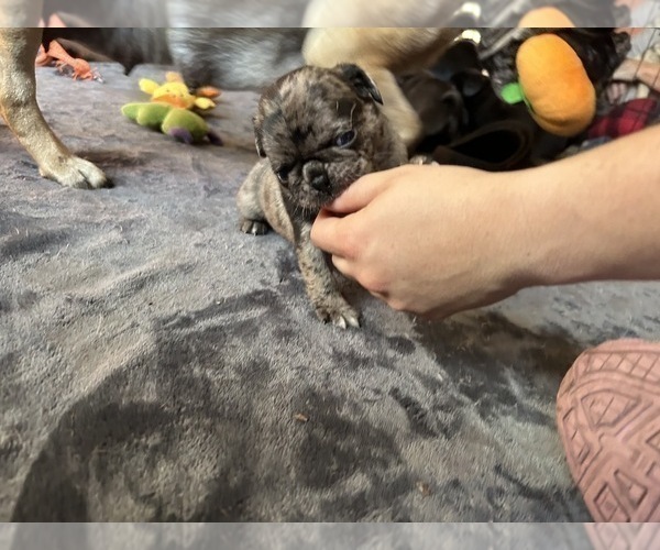 Medium Photo #8 Pug Puppy For Sale in BLOOMINGTON, IL, USA
