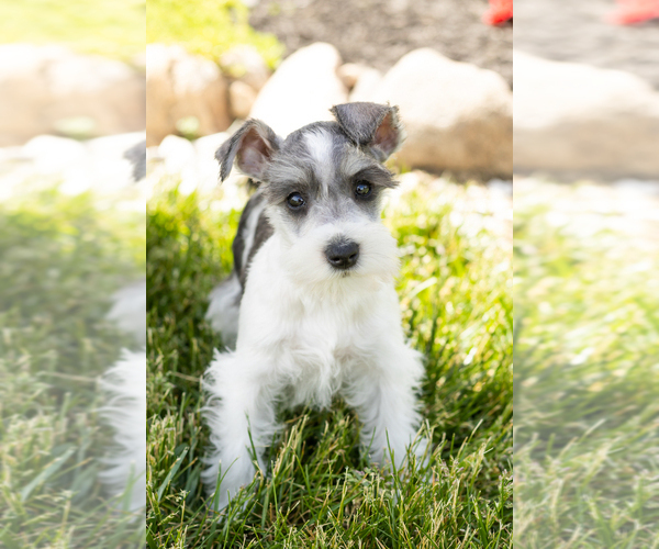 Medium Photo #3 Schnauzer (Miniature) Puppy For Sale in MILLERSBURG, IN, USA