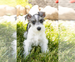 Small #2 Schnauzer (Miniature)