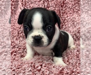 French Bulldog Puppy for sale in JOHNS ISLAND, SC, USA