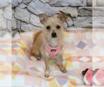Small #2 Chihuahua Mix