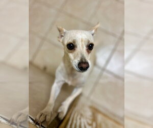 Chihuahua-Unknown Mix Dogs for adoption in Osgood, IN, USA