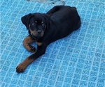 Small Photo #18 Rottweiler Puppy For Sale in DES MOINES, IA, USA