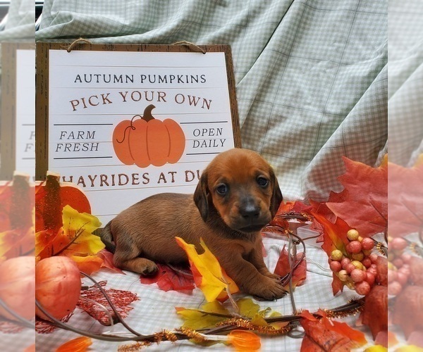 Medium Photo #1 Dachshund Puppy For Sale in LADY LAKE, FL, USA