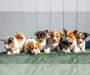 Pembroke Welsh Corgi Litter for sale in CHRISTIANA, PA, USA