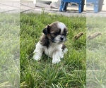 Small Photo #7 Shih Tzu Puppy For Sale in BEAVER, UT, USA