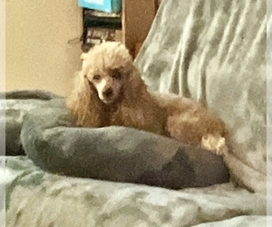 Poodle (Miniature) Puppy for sale in SUMMERFIELD, FL, USA