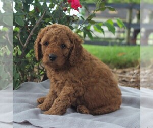 Labradoodle-Poodle (Miniature) Mix Puppy for sale in GORDONVILLE, PA, USA