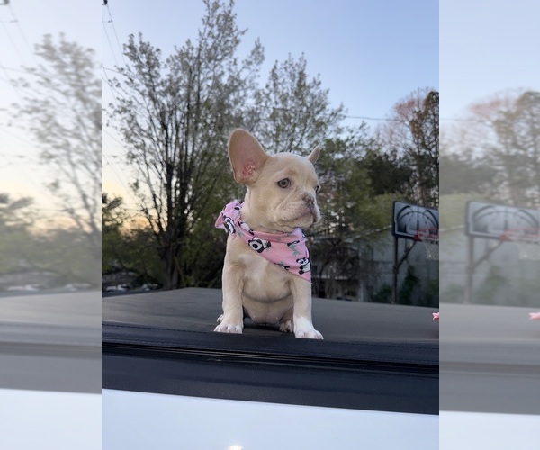 Medium Photo #1 French Bulldog Puppy For Sale in SUGAR HILL, GA, USA