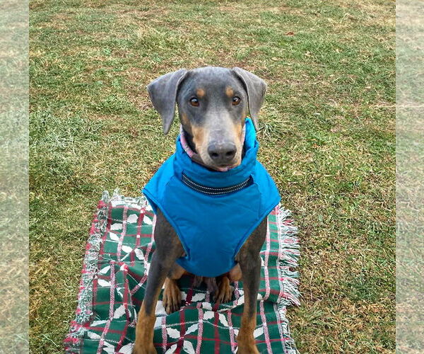 Medium Photo #1 Doberman Pinscher-Unknown Mix Puppy For Sale in Unionville, PA, USA