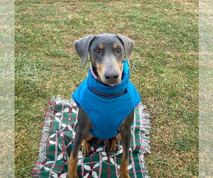 Doberman Pinscher-Unknown Mix Dogs for adoption in Unionville, PA, USA
