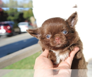 Chihuahua Puppy for sale in SAN JOSE, CA, USA