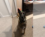 Small #1 Mutt
