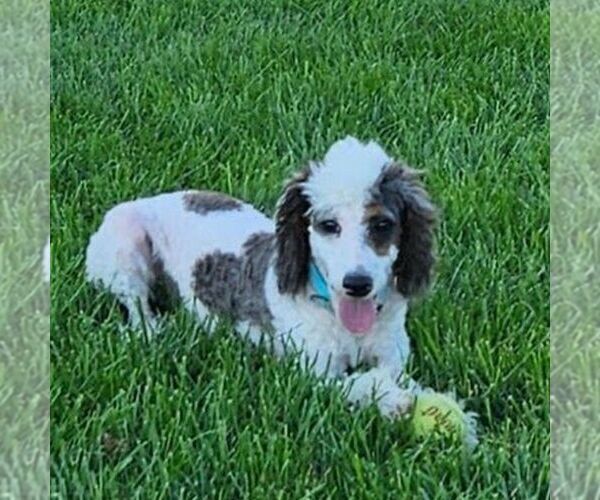 Medium Photo #9 Poodle (Miniature) Puppy For Sale in LITITZ, PA, USA