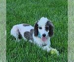 Carson - Male Poodle (Miniature) Puppy for Sale - Photo #9