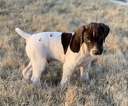 Small Photo #5 German Shorthaired Pointer Puppy For Sale in SAN ANTONIO, TX, USA