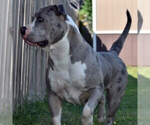 Mother of the American Bully puppies born on 05/01/2023