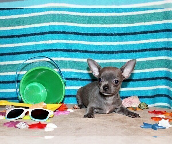Medium Photo #57 Chihuahua Puppy For Sale in CHARLESTON, AR, USA