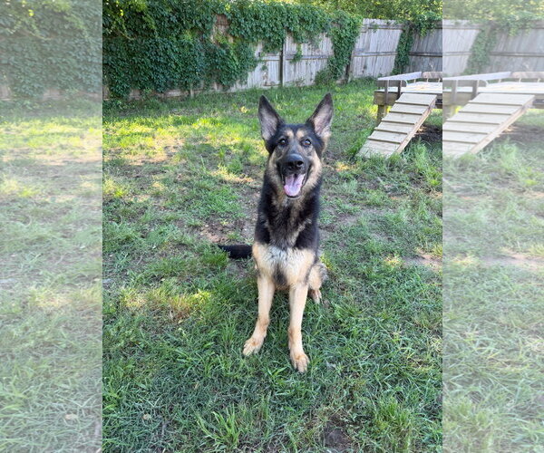 Medium Photo #2 German Shepherd Dog Puppy For Sale in Jackson, MS, USA