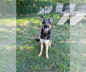 Karma - Female German Shepherd Dog Dog for Adoption - Photo #2