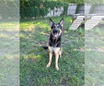 Small #1 German Shepherd Dog