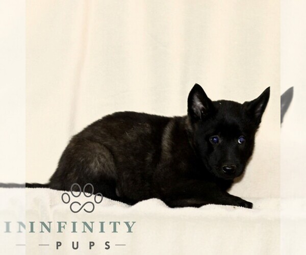 Medium Photo #4 Belgian Malinois Puppy For Sale in RONKS, PA, USA