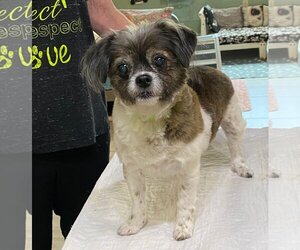Shih Tzu-Unknown Mix Dogs for adoption in Benton, LA, USA