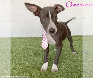 Australian Kelpie-Chihuahua Mix Dogs for adoption in San Diego, CA, USA