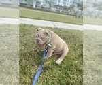 Small Photo #2 English Bulldog Puppy For Sale in LARGO, FL, USA