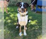 Small Australian Shepherd