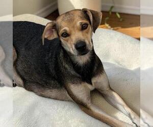 Phoenix - Female Chihuahua-Unknown Mix Dog for Adoption - Photo #2