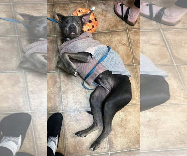 Medium Photo #10 American Pit Bull Terrier-Unknown Mix Puppy For Sale in Oakhurst, NJ, USA