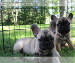 Small Photo #10 French Bulldog Puppy For Sale in SOLWAY, MN, USA