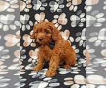 Small Photo #5 Cavapoo Puppy For Sale in ATGLEN, PA, USA