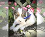 Small Photo #13 English Setterdoodle Puppy For Sale in LIBERTY, KY, USA